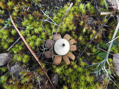 Geastrum floriforme