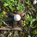 Geastrum Sect. Papillata - Photo (c) kuromori, some rights reserved (CC BY-NC)