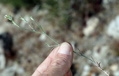 Eriastrum sparsiflorum