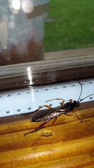 Diphyus quadripunctorius