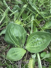 Plantago
