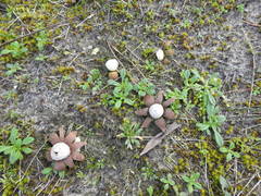 Geastrum floriforme