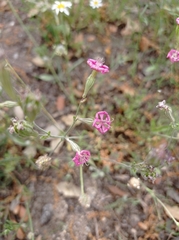 Silene