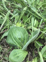 Plantago