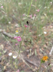 Silene