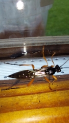 Diphyus quadripunctorius