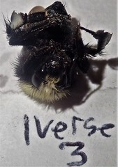 Bombus caliginosus