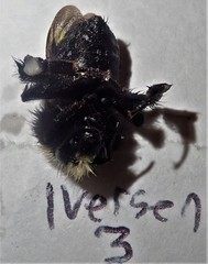 Bombus caliginosus