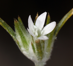 Eriastrum sparsiflorum