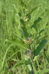 Asclepias viridiflora