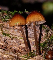 Mycena mulawaestris