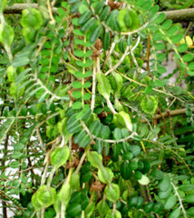 Sophora cassioides