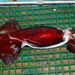 Orangeback Squid - Photo (c) Gonzalo Mucientes Sandoval, some rights reserved (CC BY-NC-SA), uploaded by Gonzalo Mucientes Sandoval