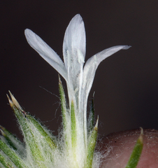 Eriastrum sparsiflorum