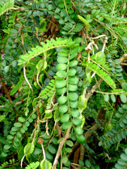 Sophora cassioides
