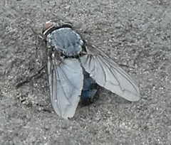 Calliphora