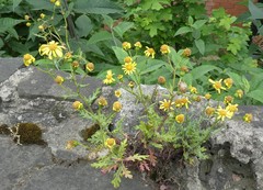 Senecioneae