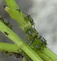 Aphididae