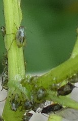 Aphididae