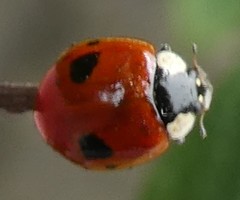 Adalia bipunctata