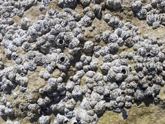 Chthamalus stellatus