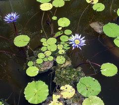 Nymphaea elegans