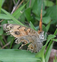Junonia almana javana