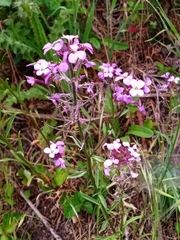 Erysimum lagascae