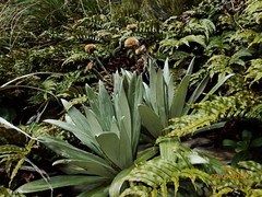 Celmisia semicordata