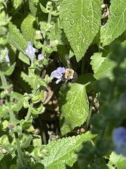 Anthophora abrupta