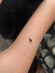 Microtheca ochroloma