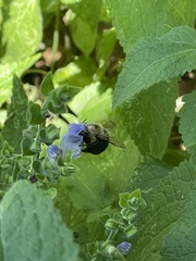 Anthophora abrupta