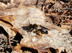 Andrena ruficrus