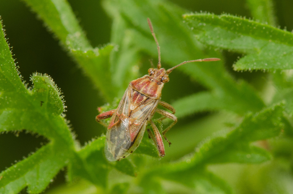 Stictopleurus pictus