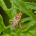 Stictopleurus pictus - Photo (c) Benjamin ZELVELDER, algunos derechos reservados (CC BY-NC), subido por Benjamin ZELVELDER