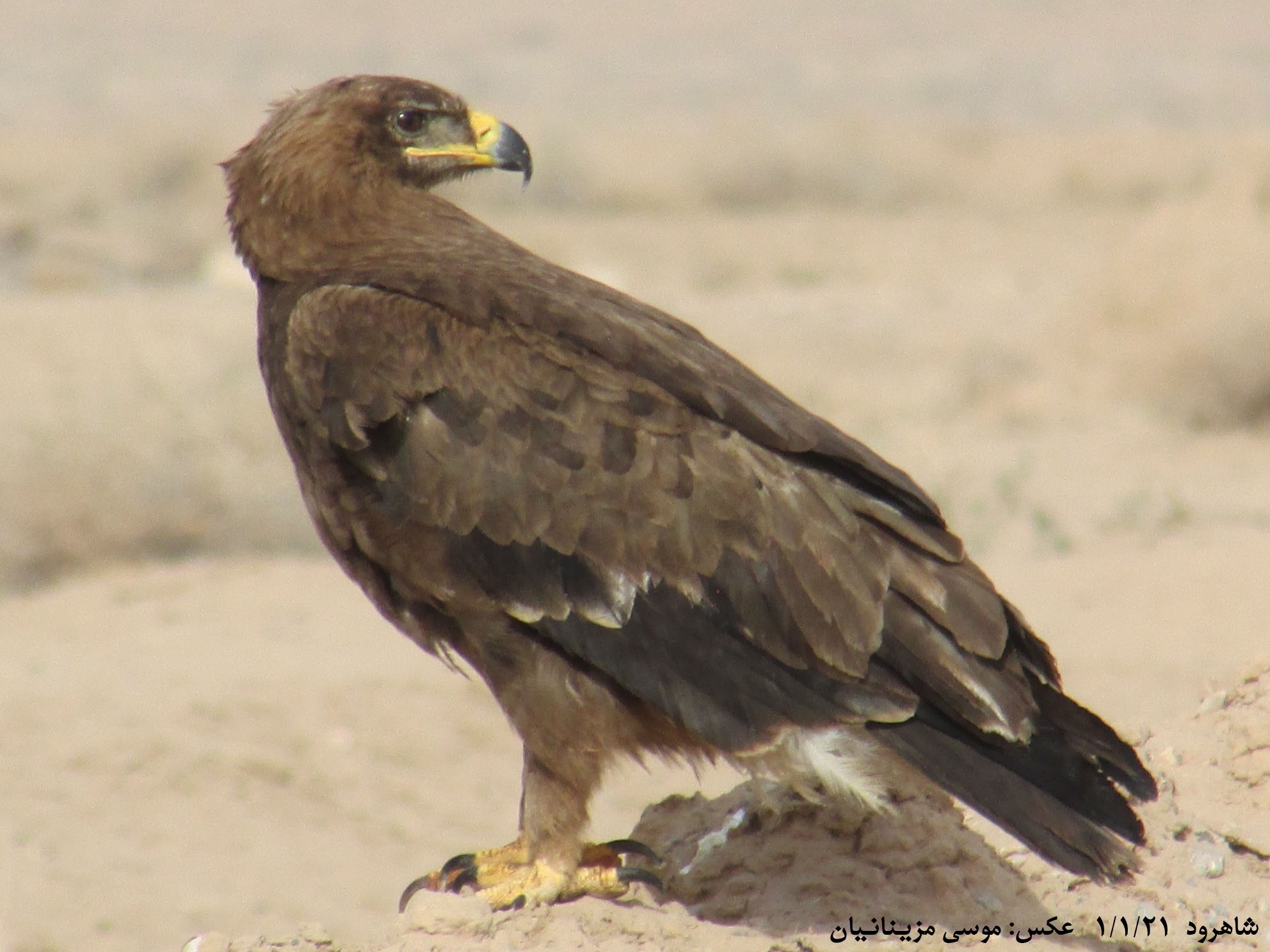 Steppe Eagle (Aquila nipalensis)