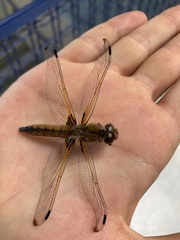 Libellula fulva