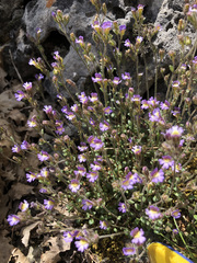 Chaenorhinum origanifolium origanifolium