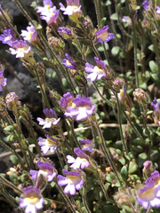 Chaenorhinum origanifolium origanifolium