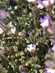 Chaenorhinum origanifolium origanifolium