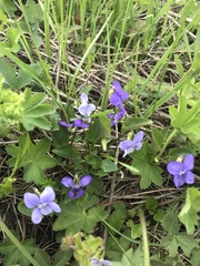 Viola nemoralis