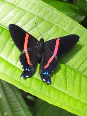 Ancyluris inca