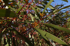 Eucalyptus oleosa oleosa