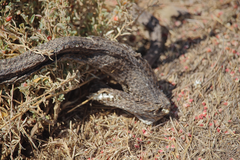 Galvarinus chilensis chilensis