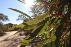 Eucalyptus oleosa oleosa