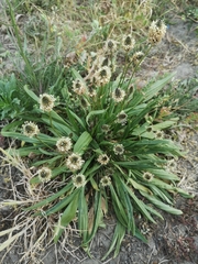 Plantago lanceolata