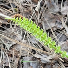 Equisetum