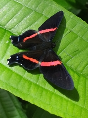 Ancyluris inca