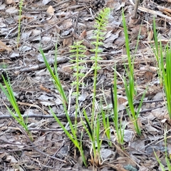Equisetum
