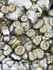 Squamarina periculosa